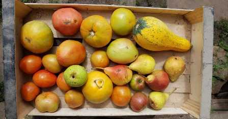 Как правильно собирать плоды и овощи: сроки, признаки зрелости, способы сбора