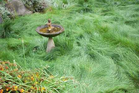 Сочные травы для вашего сада: секреты ухода за бархатной газонной травой.