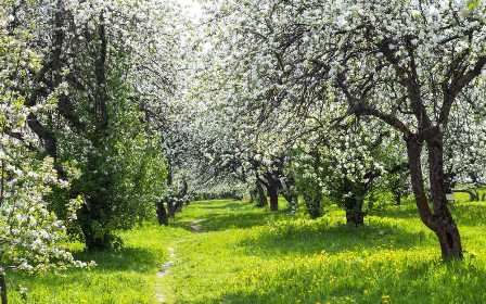 Советы по уходу за фруктовыми деревьями: обрезка, подкормка, борьба с вредителями