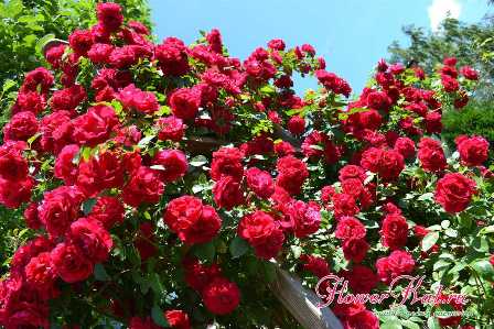 10 лучших сортов роз для вашего сада