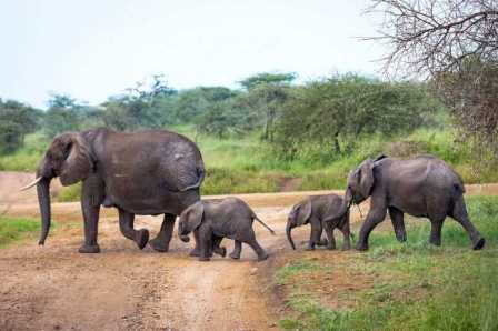 Чудеса Африки: Серенгети и Нгоронгоро – национальные парки, где обитают львы и слоны