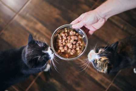 Как организовать достойное питание для домашних животных