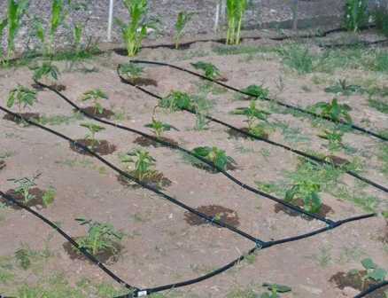 Как организовать оросительные системы для удобного полива растений