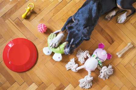Как подобрать игрушки и развлечения для домашних животных