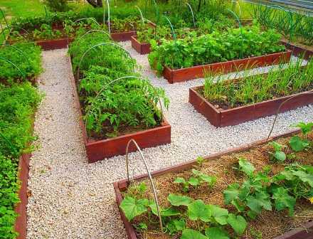 Как сделать огород устойчивым к изменению погоды