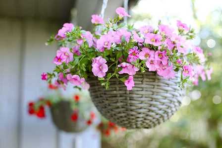 Как выбрать и правильно ухаживать за цветами в своем саду.