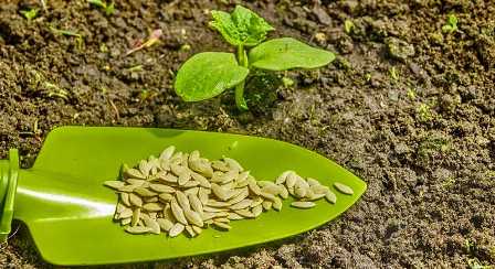 Как заготовить и сохранить семена для последующего посева