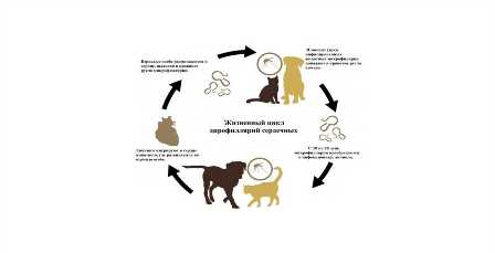 Как защитить домашних животных от паразитов и болезней