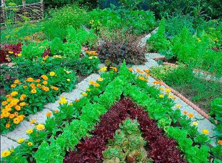 Натуральные экономии: как создать сад с овощами и фруктами на всю семью.