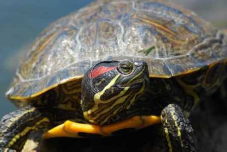 Плюсы и минусы содержания черепах в доме