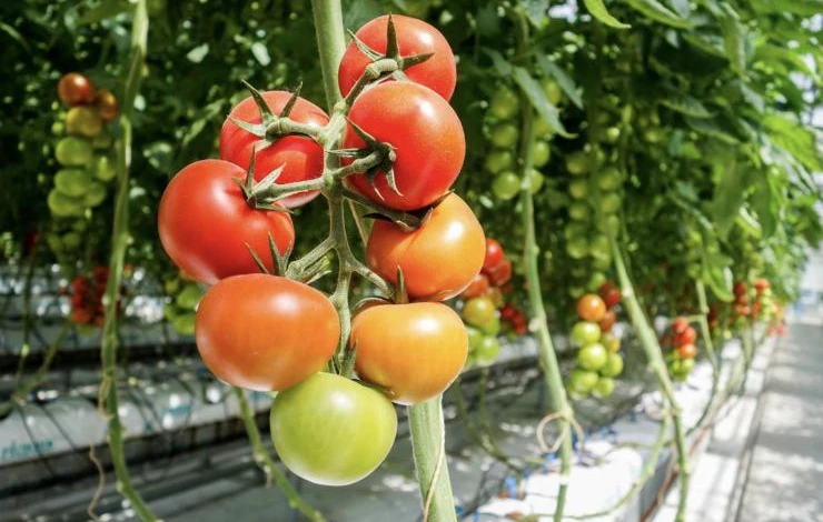 Самые популярные сорта томатов и их особенности