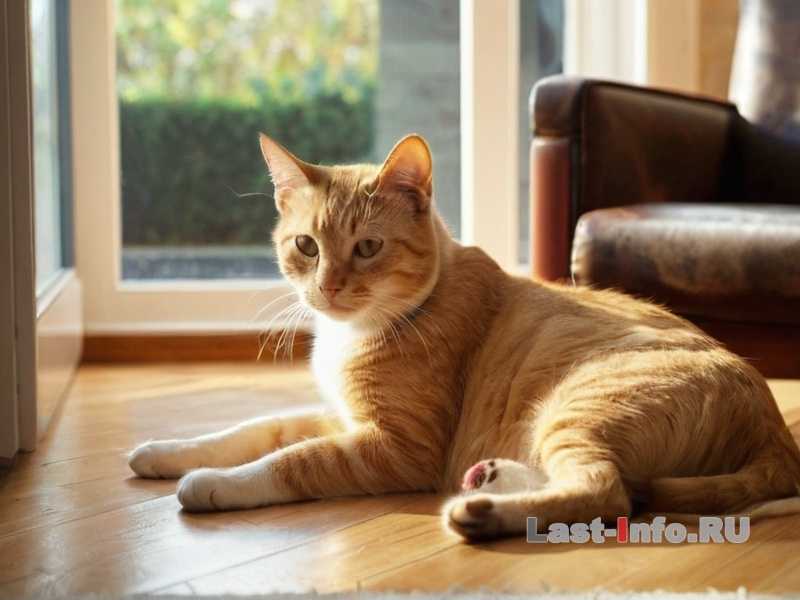 Почему кошки иногда не хотят есть свой корм - причины отказа