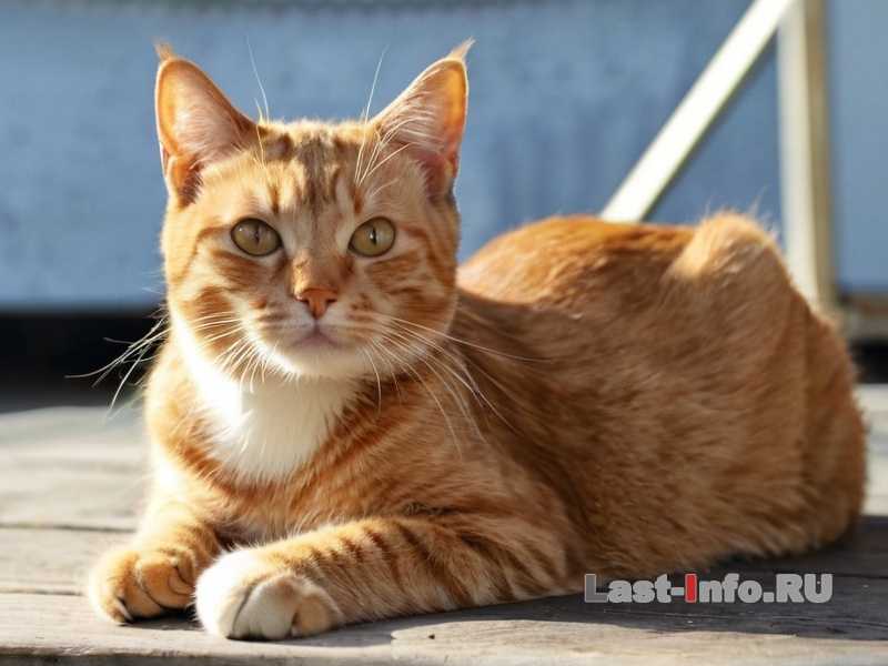 Как помочь кошке справляться со стрессом и адаптироваться к изменениям