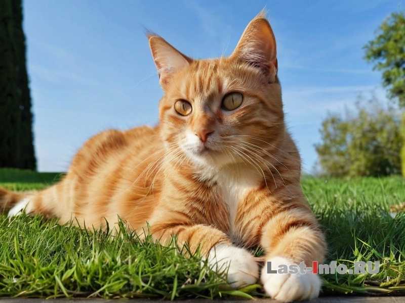 Как приучить кошку к шумной квартире - советы по адаптации