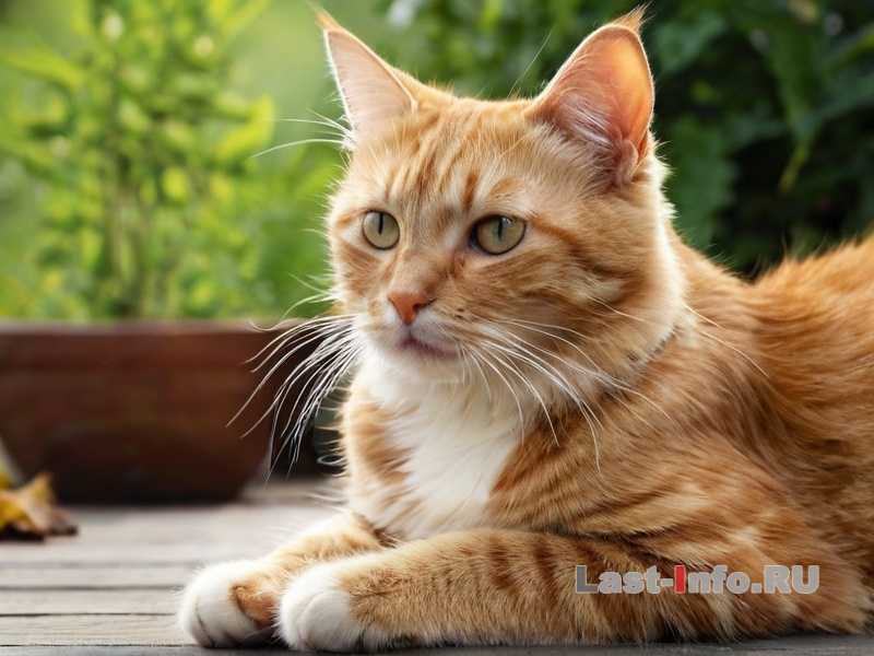 Что делать, если кошка не хочет гулять на шлейке