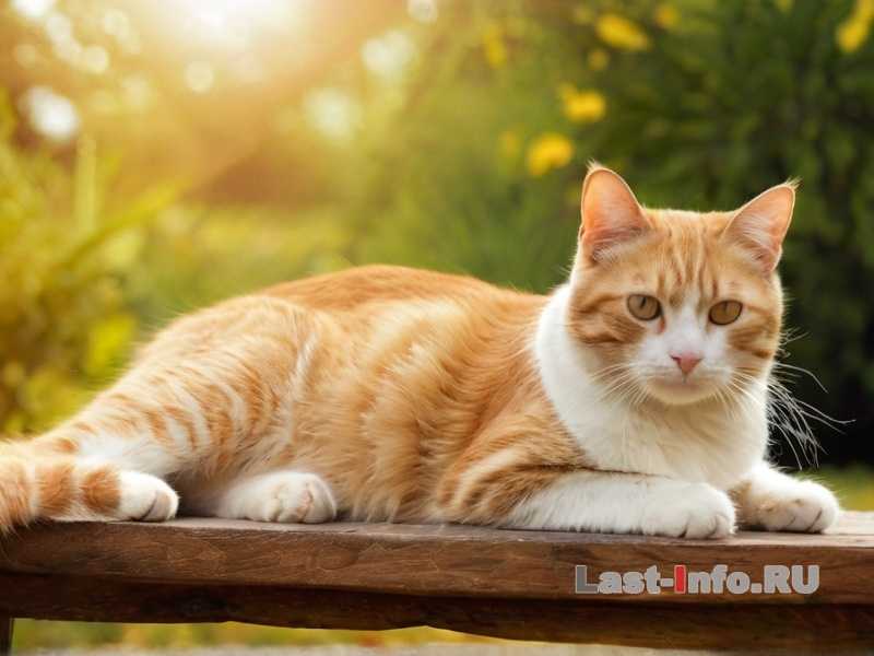 Освещенность в клетке