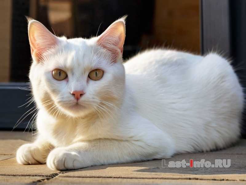 Как кошки проявляют ревность - признаки и методы решения проблемы