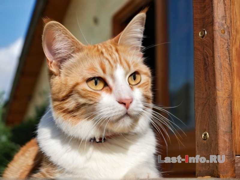 Как условия проживания влияют на стресс и безопасность