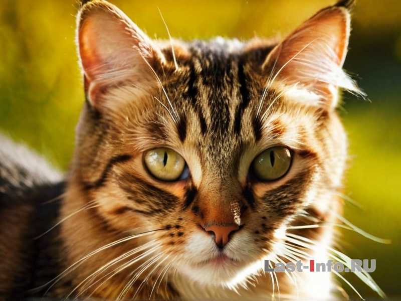 Как помочь кошке пережить смену сезона - советы по уходу