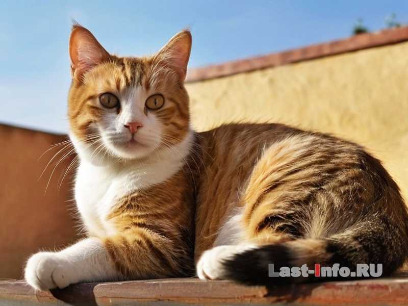 Какие продукты могут улучшить шерсть кошки - советы по питанию Какие продукты могут улучшить шерсть кошки - советы по питанию