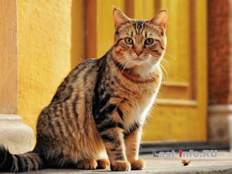 Ковры как средство снятия стресса