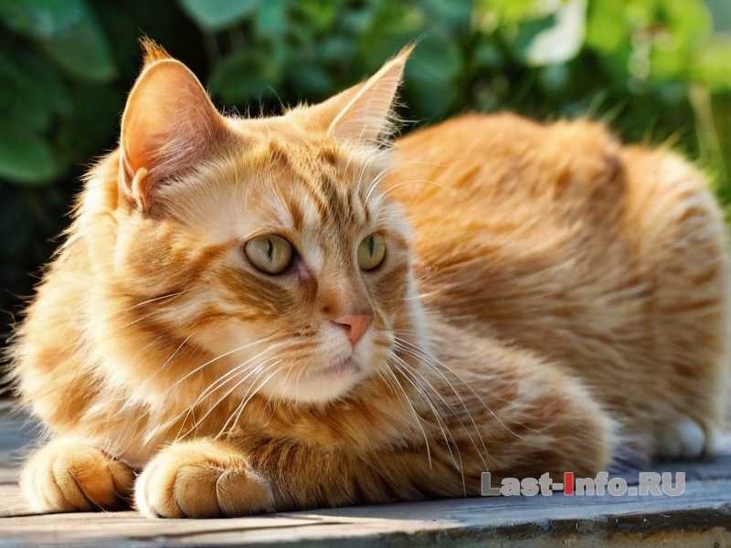 Можно ли держать кошку в квартире с маленькими детьми - как наладить взаимодействие