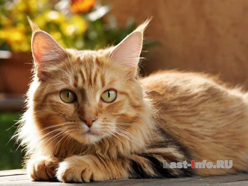 Можно ли кошкам есть рыбу каждый день - полезно ли это для здоровья