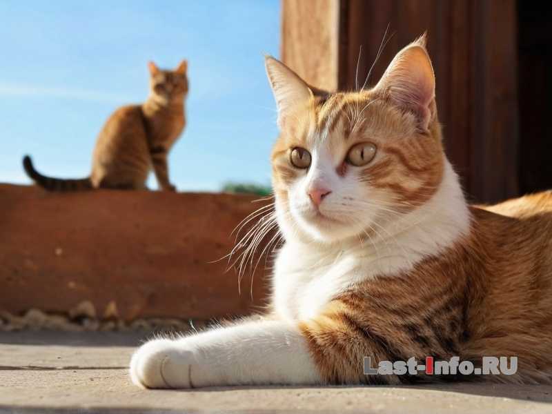 Как кошки защищают свою территорию - поведение и особенности