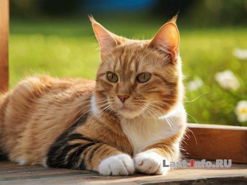 Как инстинкты охотника влияют на выбор игрушек