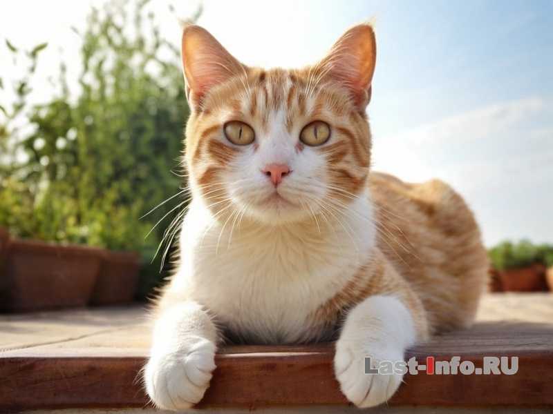 Как правильно провести вакцинацию кошке - этапы и важные моменты