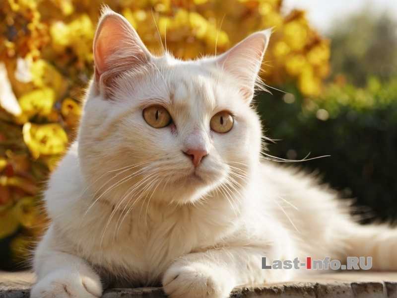 Преимущества спокойной социальной среды для питомца