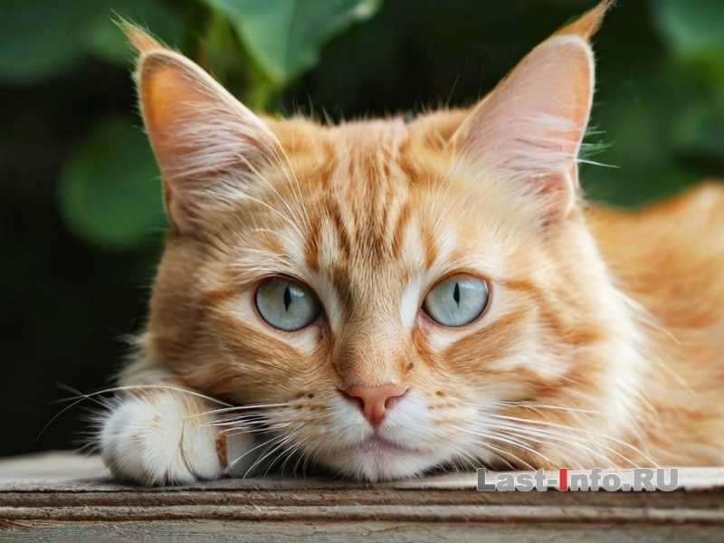 Как избежать побега котенка?