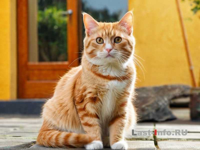 Как кошки используют свои усы - функции и значение