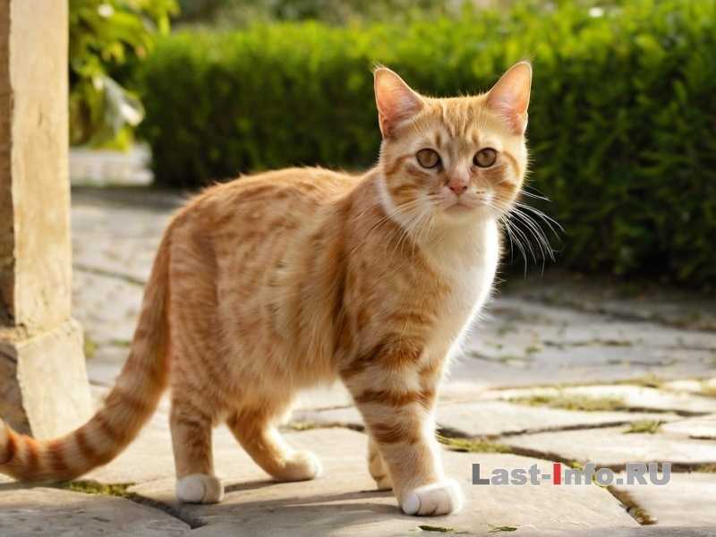 Как приучить кошку к прогулкам на улице