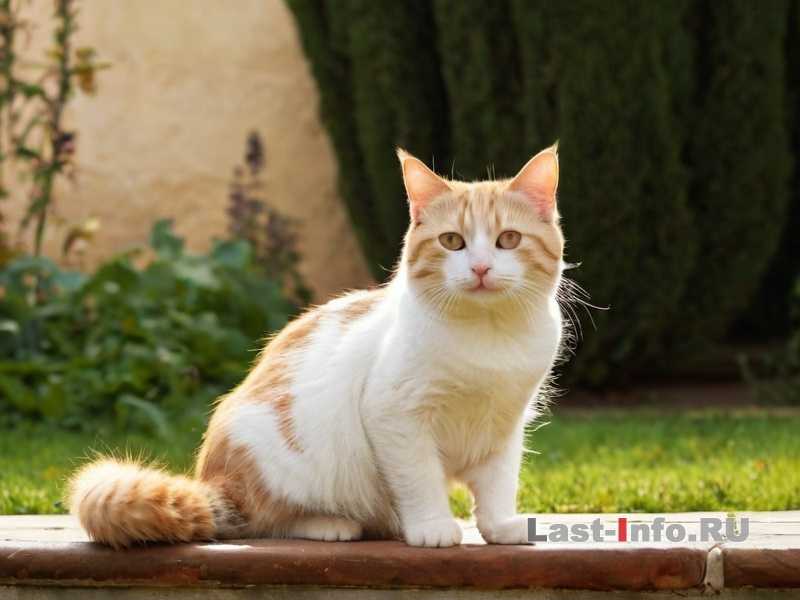 Почему кошки не любят резкие запахи - объяснение инстинктов