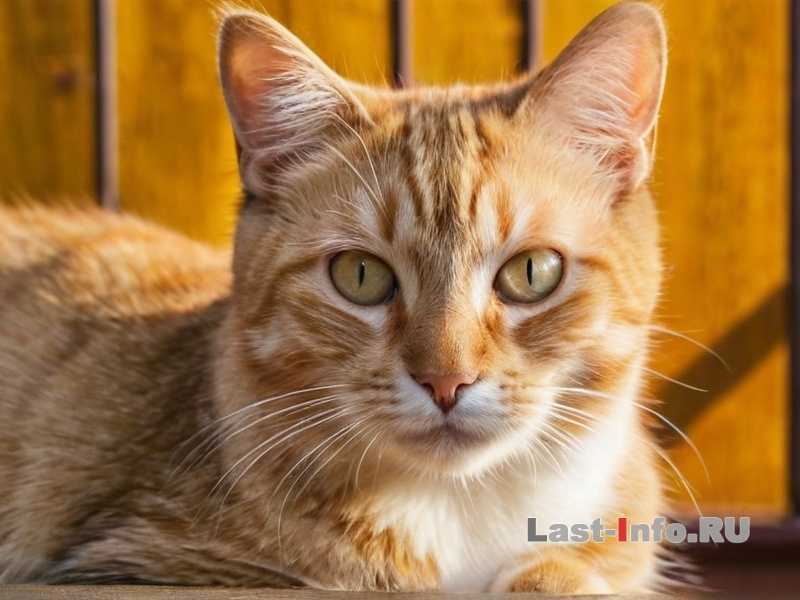 Как снизить линьку у кошек в сезон