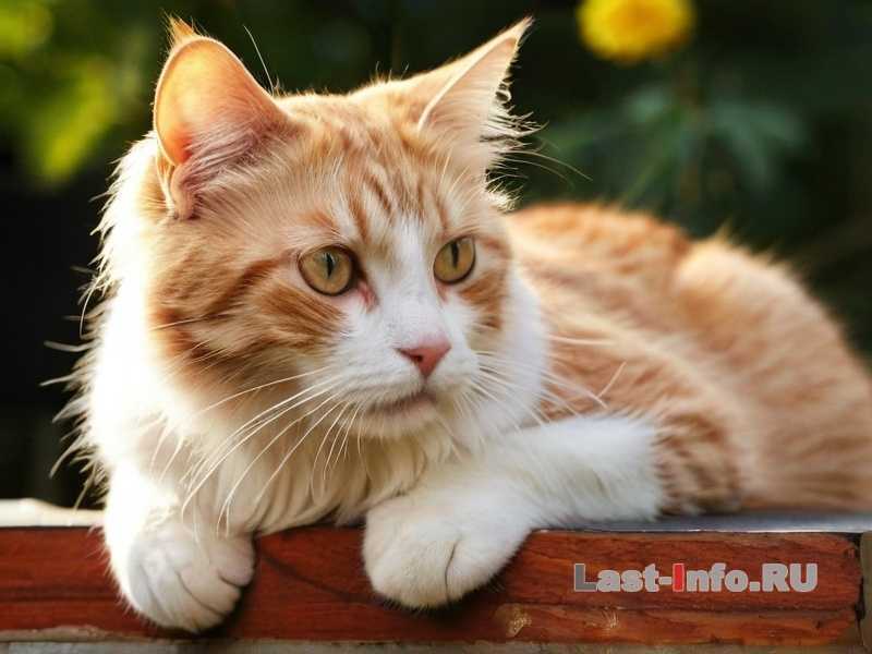 Как кошки спят рядом с владельцем и что это значит