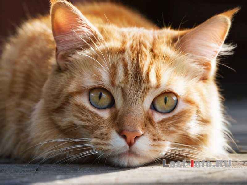 Почему кошка спит на человеке - причины поведения