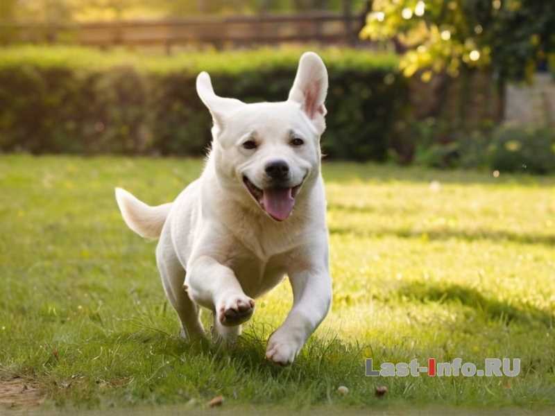 Как приучить собаку не выпрашивать еду?