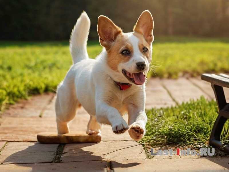 Как научить собаку спать в своём месте? Как научить собаку спать в своём месте?