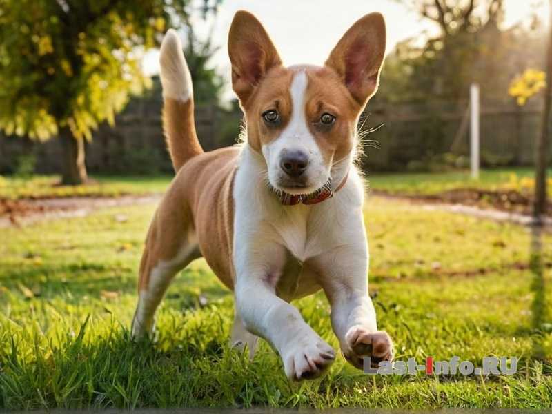 Почему собака виляя хвостом может быть агрессивной? Почему собака виляя хвостом может быть агрессивной?