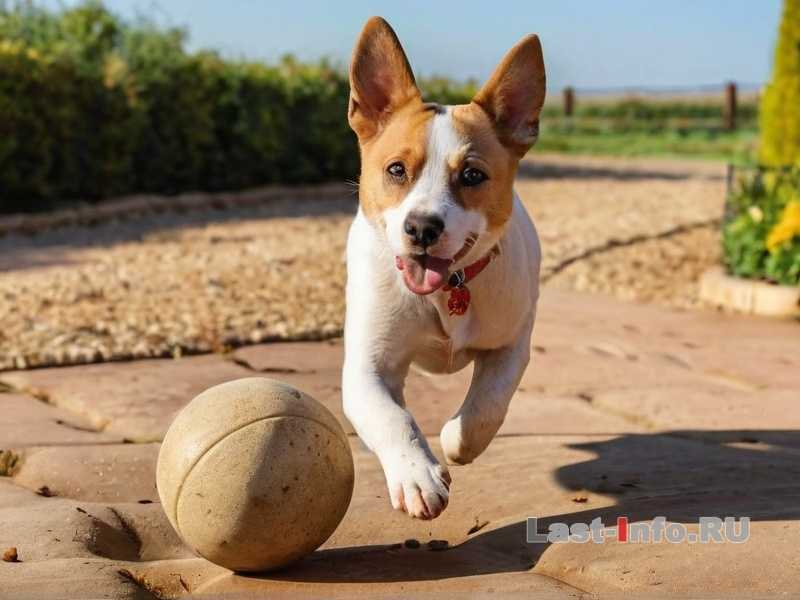 Влияет ли возраст и порода на восприятие времени у собаки?