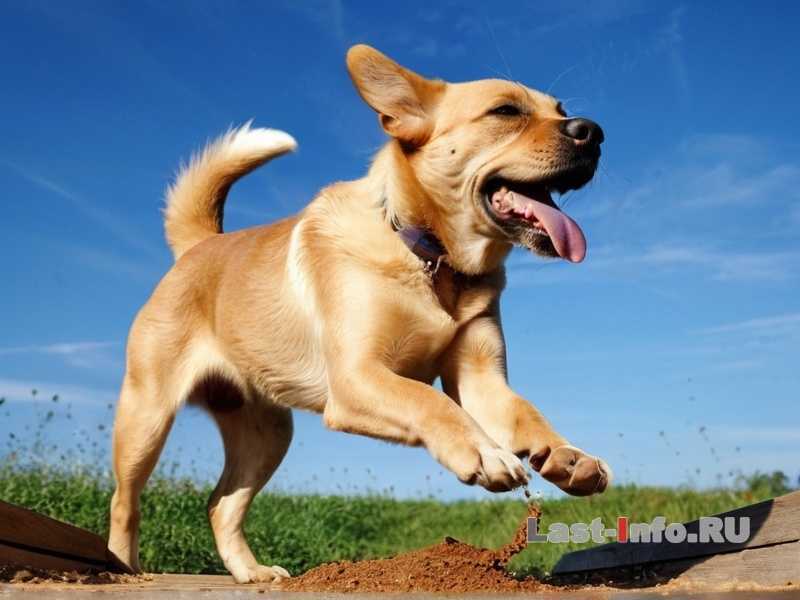 Как помочь собаке адаптироваться к новому распорядку дня?