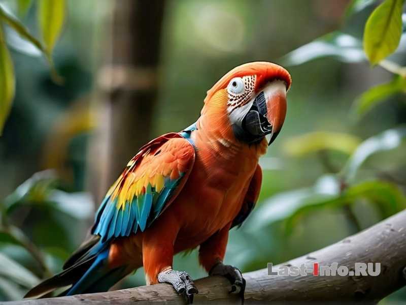 Почему попугай щелкает клювом?