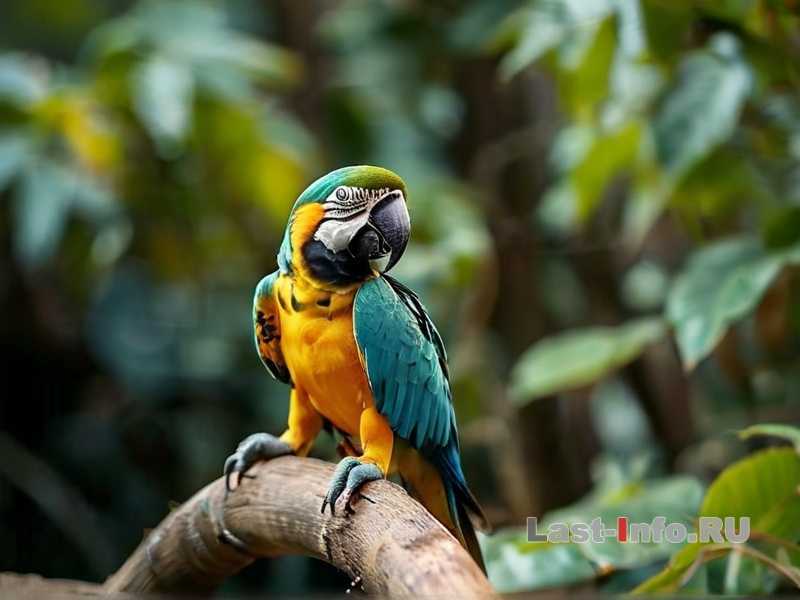 Как правильно разместить новую игрушку в клетке