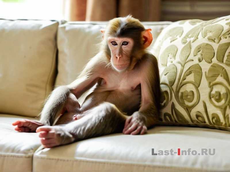 Легально ли содержать обезьяну дома? Законы и запреты
