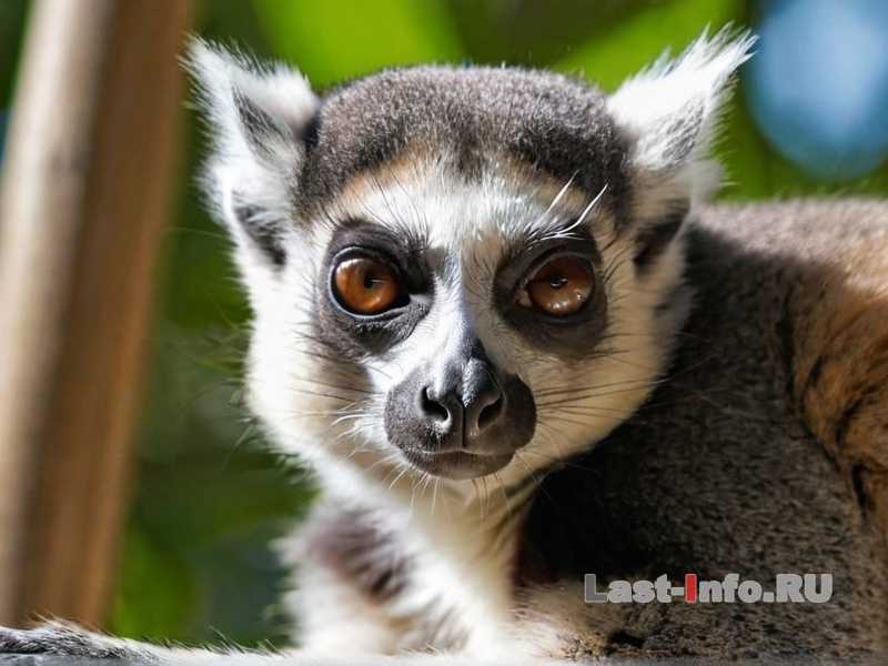 Как защитить дом от повреждений лемуром?