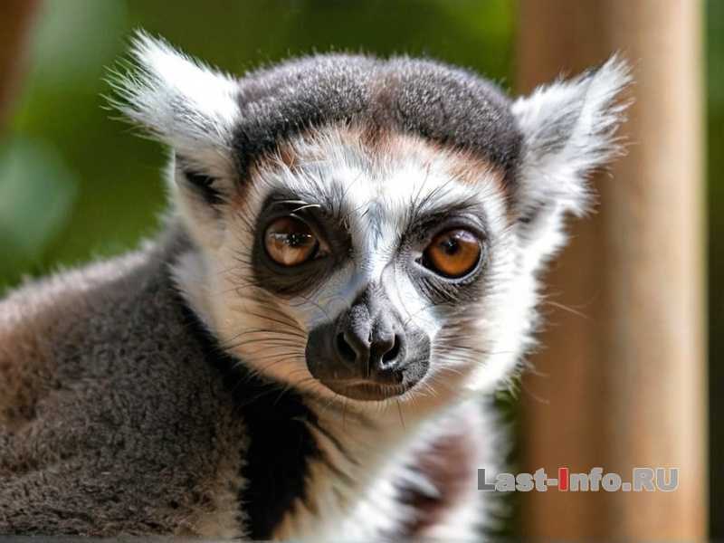 Можно ли купать лемура и как это делать правильно?