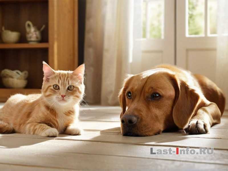 Как убедить ребенка не подбирать бездомных животных?