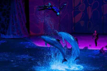 Цирк дельфинов в Москве: удивительное зрелище